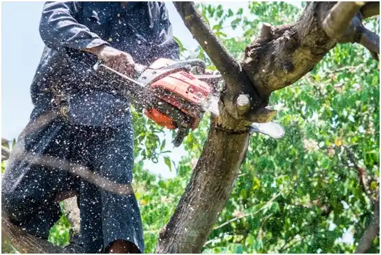 tree services Rural Hill